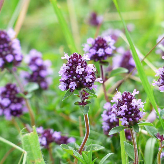 Thyme Essential Oil