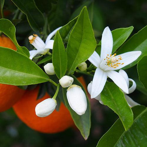 Essential Oil Blend - Neroli, Lavender & Rose - thepurehaven