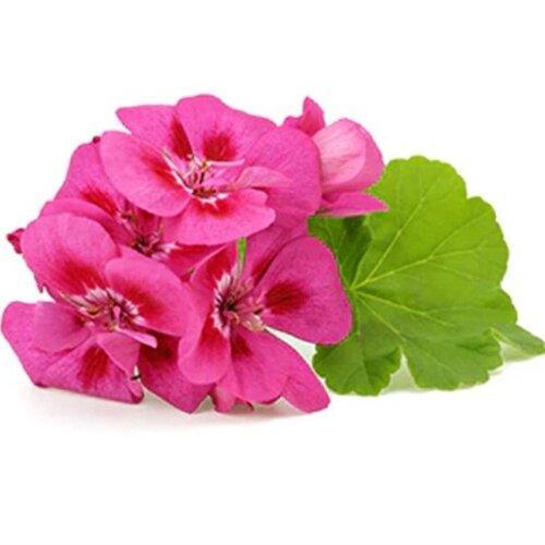 Essential oil - Geranium - thepurehaven