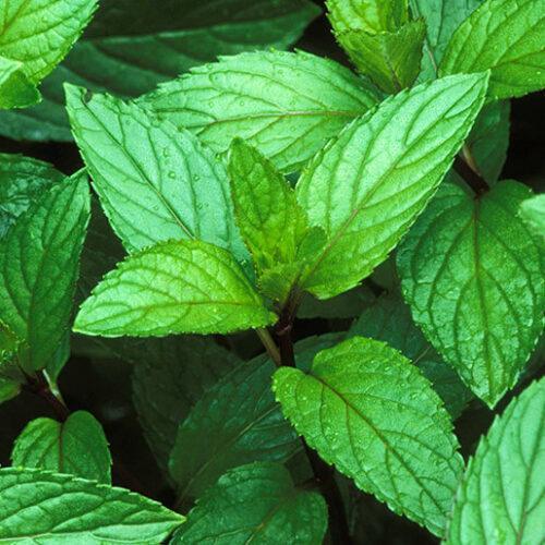 Essential oil - Peppermint Piperita - thepurehaven