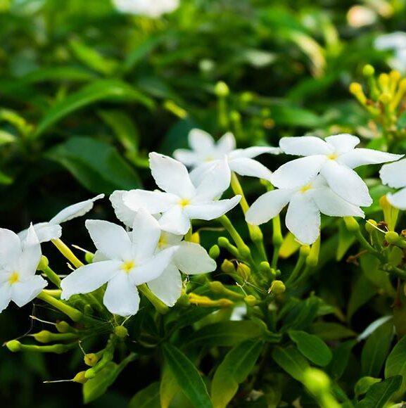 Organic Incense -Jasmine - thepurehaven