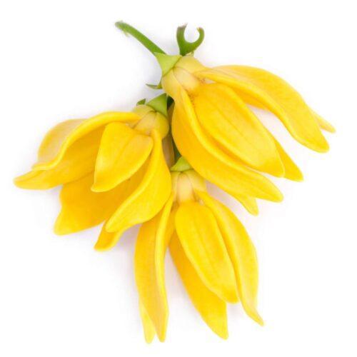 Ylang Ylang - Cananga Odorata - thepurehaven